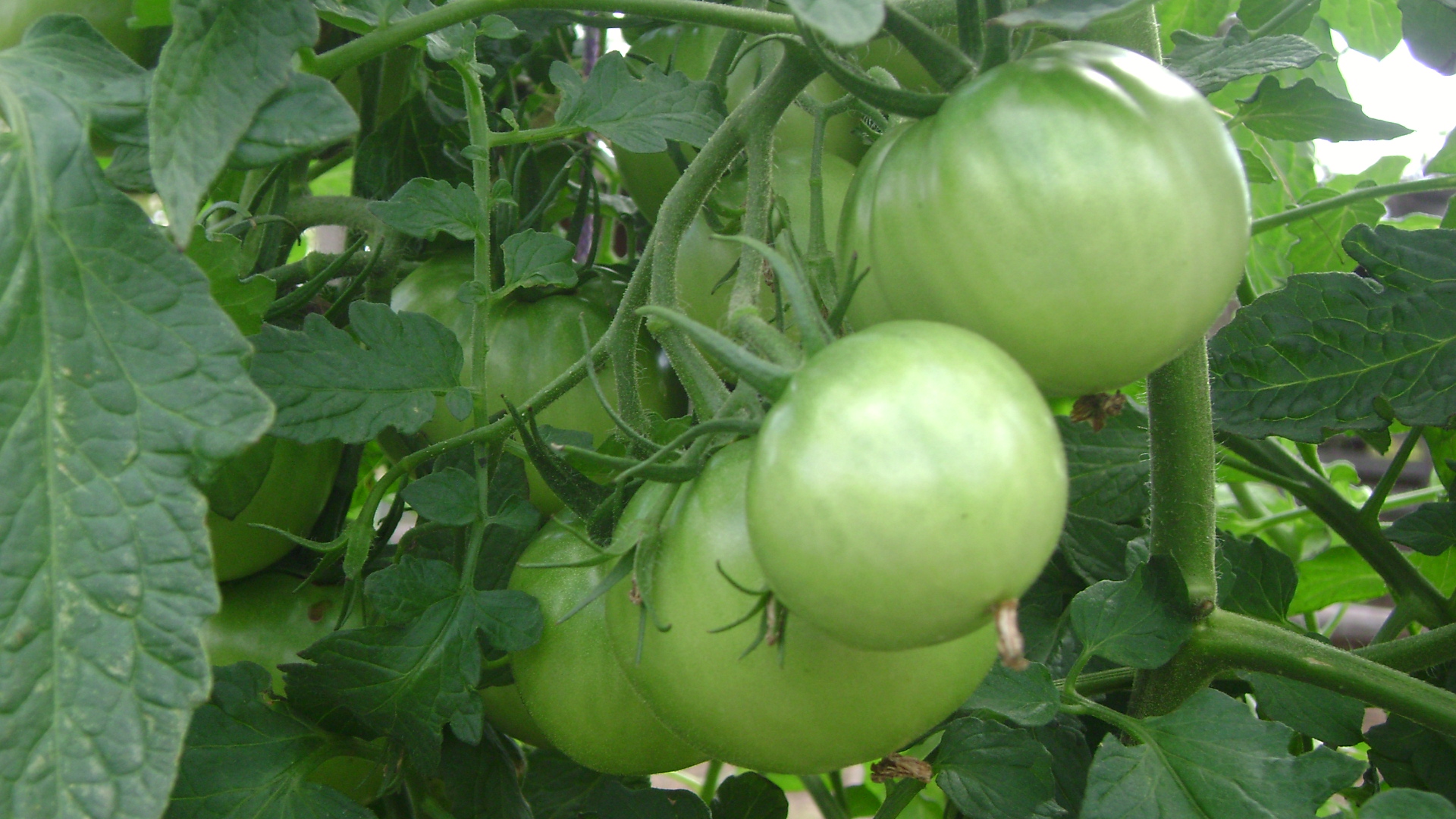 How to Heal Varicose Veins Using Tomato A Very Effective Way You Need