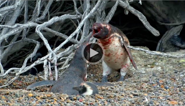 Watch: Penguin Loses it after coming home to find his wife with another man, bloody fight ensues