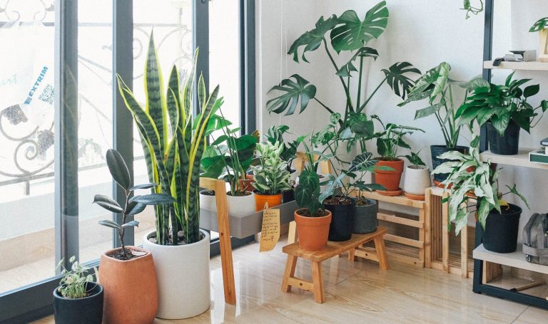 10 Most Oxygen Producing Indoor House plants