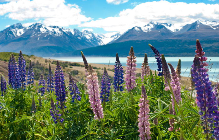 Unveiling The Ultimate New Zealand Travel Bucket List: A Seismic Journey Across Nature’s Wonders
